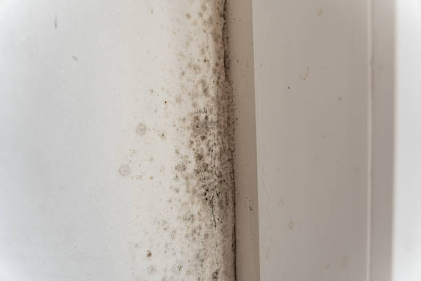 Mold Documentation for Insurance Claims in Minster, OH